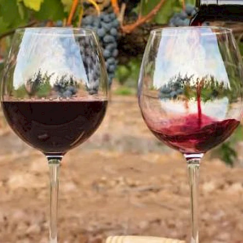 Two wine glasses being filled with red wine in a vineyard setting, with grapevines and bunches of grapes in the background.