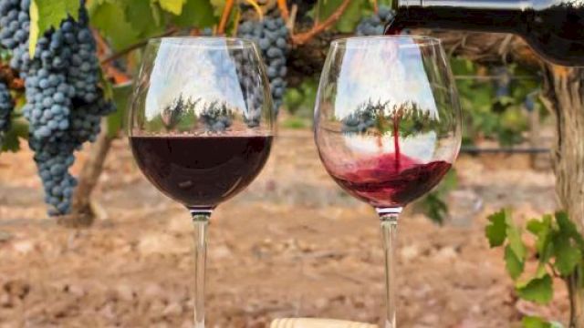 Two wine glasses being filled with red wine in a vineyard setting, with grapevines and bunches of grapes in the background.