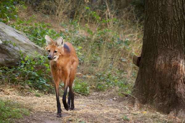 A maned wolf is walking along a grassy path surrounded by trees and foliage in a natural setting, its distinctive ears alert.